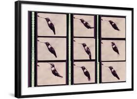 Hummingbird in Motion-Chris Dunker-Framed Giclee Print