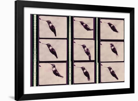 Hummingbird in Motion-Chris Dunker-Framed Giclee Print