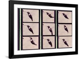 Hummingbird in Motion-Chris Dunker-Framed Giclee Print