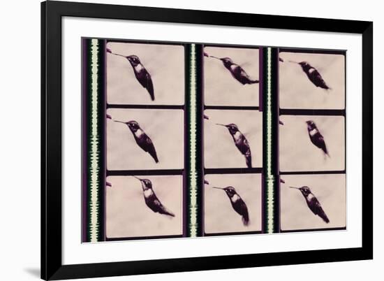 Hummingbird in Motion-Chris Dunker-Framed Giclee Print