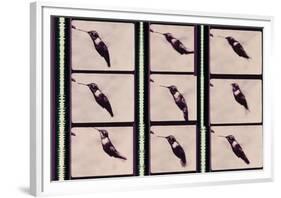 Hummingbird in Motion-Chris Dunker-Framed Giclee Print
