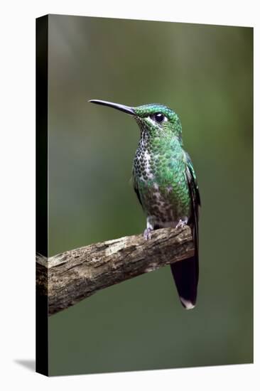 Hummingbird IV-Larry Malvin-Stretched Canvas