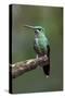 Hummingbird IV-Larry Malvin-Stretched Canvas