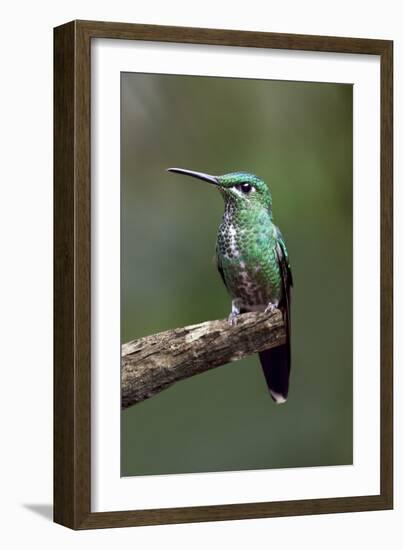 Hummingbird IV-Larry Malvin-Framed Photographic Print