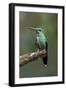 Hummingbird IV-Larry Malvin-Framed Photographic Print