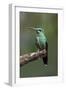 Hummingbird IV-Larry Malvin-Framed Photographic Print