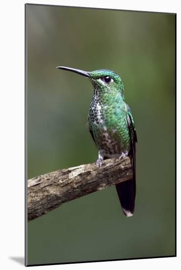Hummingbird IV-Larry Malvin-Mounted Photographic Print
