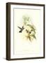 Hummingbird IV-John Gould-Framed Art Print