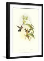 Hummingbird IV-John Gould-Framed Art Print