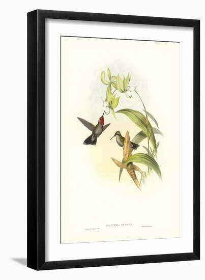 Hummingbird IV-John Gould-Framed Art Print