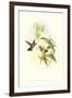 Hummingbird IV-John Gould-Framed Art Print