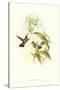 Hummingbird IV-John Gould-Stretched Canvas