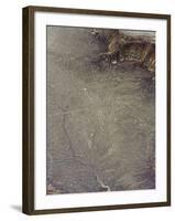 Hummingbird, Lines and Geoglyphs of Nasca, UNESCO World Heritage Site, Peru, South America-Christian Kober-Framed Photographic Print