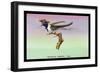 Hummingbird: Male Trochilus Cornutus-Sir William Jardine-Framed Art Print