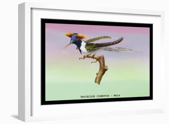 Hummingbird: Male Trochilus Cornutus-Sir William Jardine-Framed Art Print
