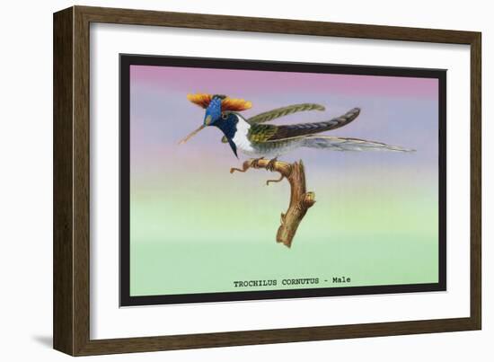 Hummingbird: Male Trochilus Cornutus-Sir William Jardine-Framed Art Print