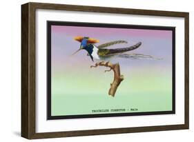 Hummingbird: Male Trochilus Cornutus-Sir William Jardine-Framed Art Print