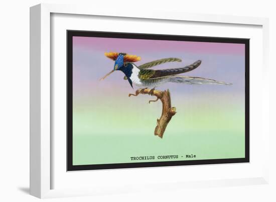 Hummingbird: Male Trochilus Cornutus-Sir William Jardine-Framed Art Print