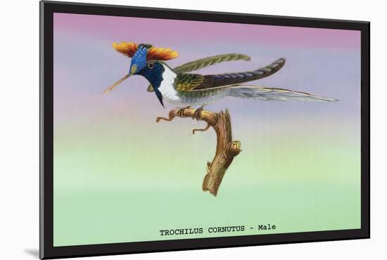 Hummingbird: Male Trochilus Cornutus-Sir William Jardine-Mounted Art Print
