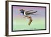 Hummingbird: Male Trochilus Cornutus-Sir William Jardine-Framed Art Print