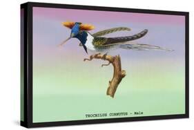 Hummingbird: Male Trochilus Cornutus-Sir William Jardine-Stretched Canvas