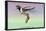 Hummingbird: Male Trochilus Cornutus-Sir William Jardine-Stretched Canvas