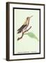 Hummingbird: Male Trochilus Magnificus-Sir William Jardine-Framed Art Print