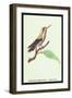 Hummingbird: Male Trochilus Magnificus-Sir William Jardine-Framed Art Print