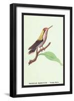 Hummingbird: Male Trochilus Magnificus-Sir William Jardine-Framed Art Print