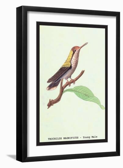 Hummingbird: Male Trochilus Magnificus-Sir William Jardine-Framed Art Print