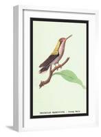 Hummingbird: Male Trochilus Magnificus-Sir William Jardine-Framed Art Print