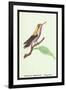 Hummingbird: Male Trochilus Magnificus-Sir William Jardine-Framed Art Print