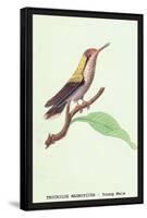 Hummingbird: Male Trochilus Magnificus-Sir William Jardine-Framed Stretched Canvas