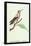 Hummingbird: Male Trochilus Magnificus-Sir William Jardine-Framed Stretched Canvas