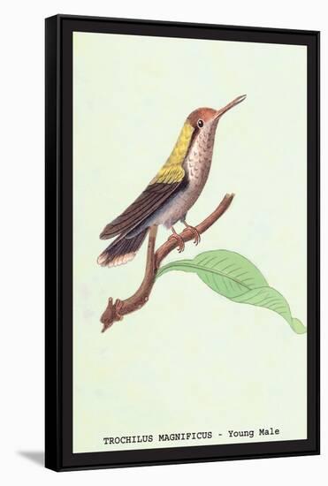 Hummingbird: Male Trochilus Magnificus-Sir William Jardine-Framed Stretched Canvas