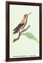 Hummingbird: Male Trochilus Magnificus-Sir William Jardine-Framed Art Print