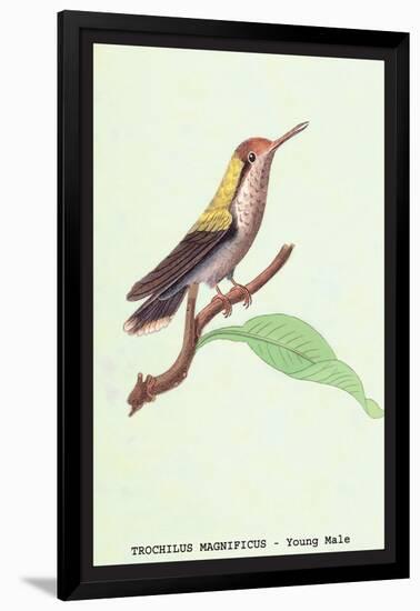 Hummingbird: Male Trochilus Magnificus-Sir William Jardine-Framed Art Print