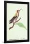 Hummingbird: Male Trochilus Magnificus-Sir William Jardine-Framed Art Print