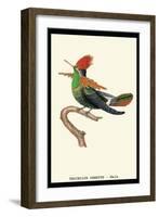 Hummingbird: Male Trochilus Ornatus-Sir William Jardine-Framed Art Print