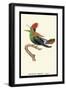 Hummingbird: Male Trochilus Ornatus-Sir William Jardine-Framed Art Print