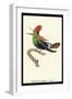 Hummingbird: Male Trochilus Ornatus-Sir William Jardine-Framed Art Print