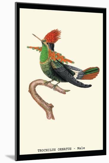 Hummingbird: Male Trochilus Ornatus-Sir William Jardine-Mounted Art Print