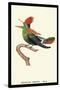 Hummingbird: Male Trochilus Ornatus-Sir William Jardine-Stretched Canvas