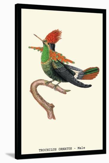Hummingbird: Male Trochilus Ornatus-Sir William Jardine-Stretched Canvas