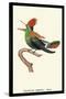 Hummingbird: Male Trochilus Ornatus-Sir William Jardine-Stretched Canvas