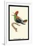 Hummingbird: Male Trochilus Ornatus-Sir William Jardine-Framed Art Print