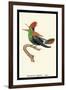 Hummingbird: Male Trochilus Ornatus-Sir William Jardine-Framed Art Print