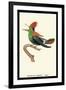 Hummingbird: Male Trochilus Ornatus-Sir William Jardine-Framed Art Print