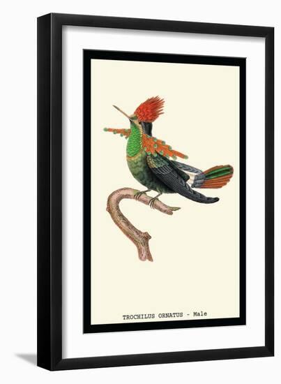 Hummingbird: Male Trochilus Ornatus-Sir William Jardine-Framed Art Print