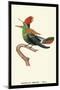 Hummingbird: Male Trochilus Ornatus-Sir William Jardine-Mounted Art Print